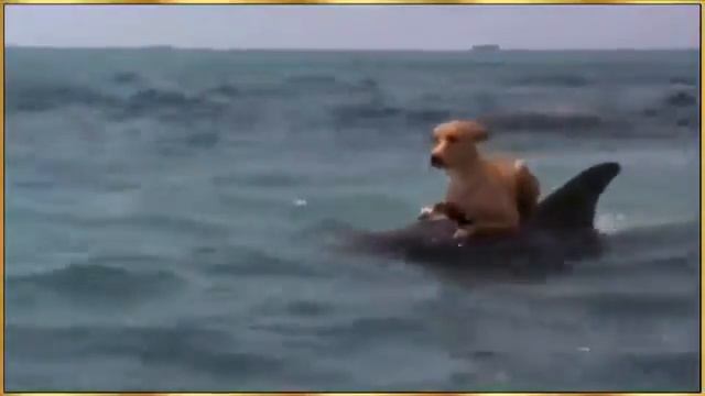Дельфин спас собаку от акулы. смотреть онлайн