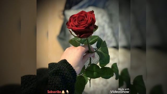 Love Roses| Red Rose Love|Romantic Red Rose| Propose Rose| Rose Dp/For Whatsapp|#Cute/ Rose Picture смотреть онлайн