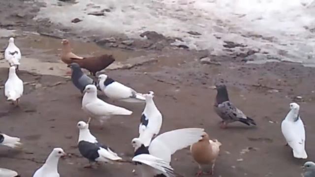 egvard смотреть онлайн