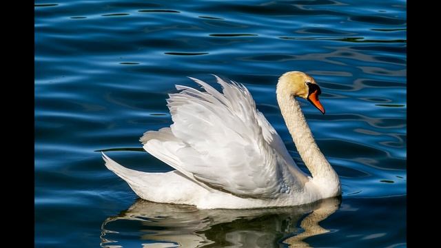 Крик лебедя.Звуки лебедя
