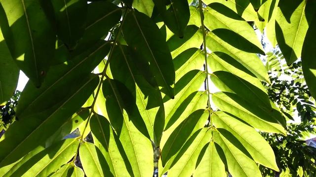Castanospermum australe seed pods - Blackbean - Moreton Bay Chestnut HD 04 смотреть онлайн