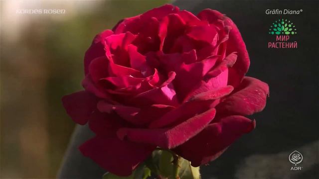Роза Диана. Графиня Диана, Grafin Diana от Kordes смотреть онлайн