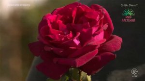 Роза Диана. Графиня Диана, Grafin Diana от Kordes