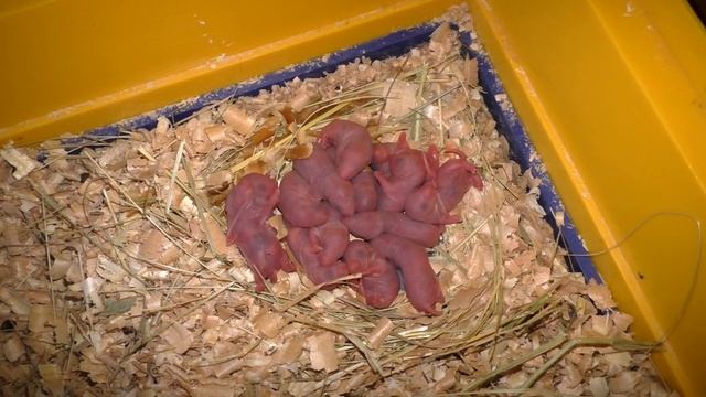 Крыса съела своих детей смотреть онлайн