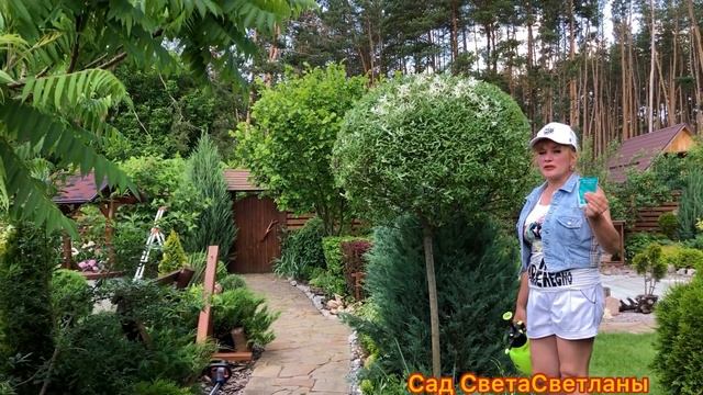 Ива ХАКУРО Нишики. Огромный ОДУВАНЧИК в саду. Стрижка. Формирование. Уход. ПОЛЕЗНЫЕ советы.#Сад#Дач смотреть онлайн