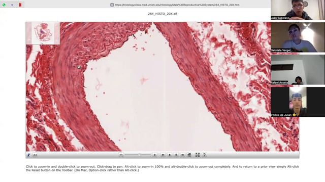 Estación histología G1 - Acosta_Supelano_Venegas_Vergel смотреть онлайн