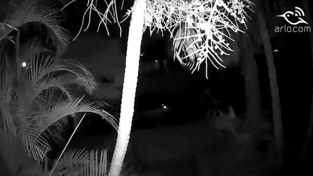 А кошки не могут вниз головой с дерева спускаться смотреть онлайн