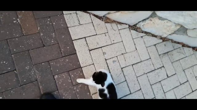 #юмор ?КОТ ЗАДЕРЖАЛСЯ У ВНУЧКИ? смотреть онлайн