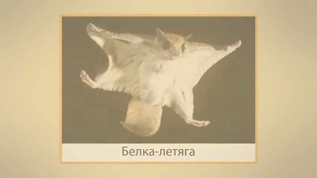 Разнообразие млекопитающих