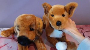 Unboxing Dunkin the Yellow Lab Mix Dog Plush by Douglas Cuddle Toys 🥰🐶