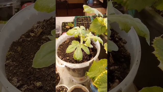 Арбуз Бедуин. Март 2023 смотреть онлайн