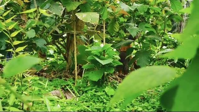 SEBELUM DIHAPUS || No Sensor Khusus +18 Tahun Gadis Kamboja Viral!! смотреть онлайн
