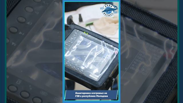 Бонитировка ОСЕТРОВЫХ на ИКРУ | Как происходит ВЫРАЩИВАНИЕ осетровых на ИКРУ?