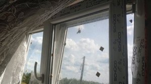 Бабочки Крапивницы, любители погреться в Доме