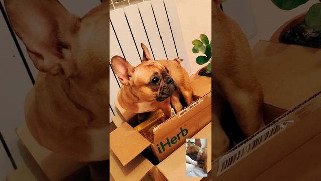 Французский бульдог в коробке смотреть онлайн