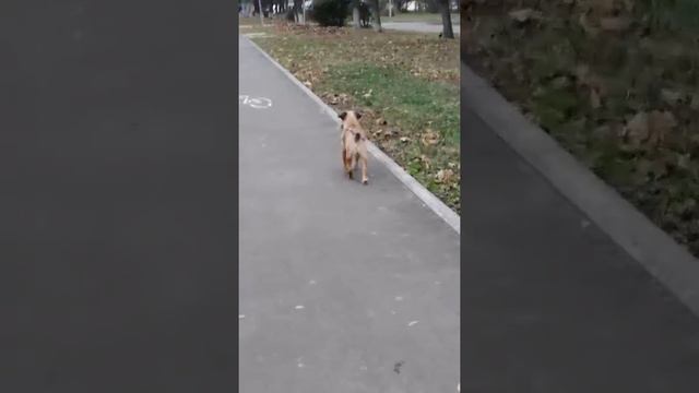 Прогулка чипа смотреть онлайн