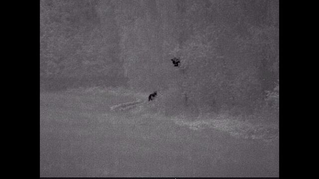 4 Медведя и Секач на одном поле! Медвежата залезли на берёзу! смотреть онлайн