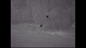 4 Медведя и Секач на одном поле! Медвежата залезли на берёзу!