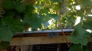 Виноград Подарок Магарача,винный