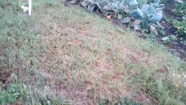 Как я выпаиваю быков,рацион моих бычков) смотреть онлайн