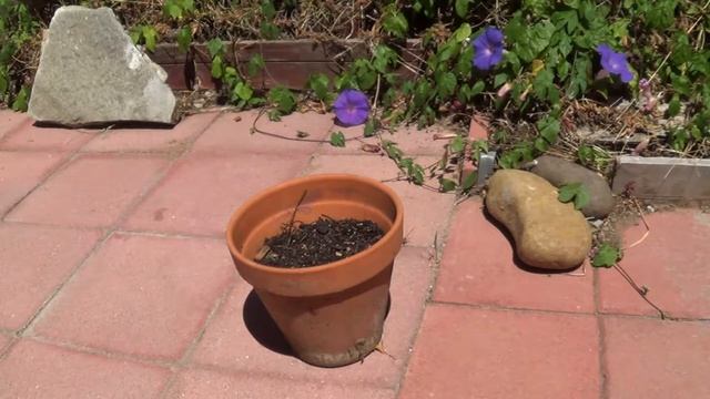 Planting Hylocereus undatus [Dragon Fruit] Seed From Shell смотреть онлайн