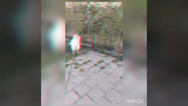 Волк против собаки чао-чао смотреть онлайн