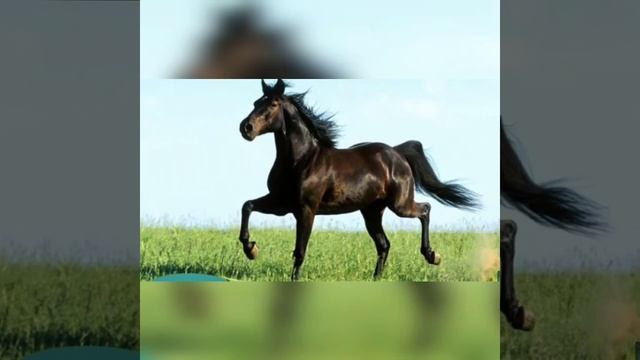 Фото лошадей самый красивых? смотреть онлайн