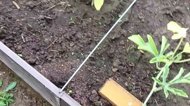 ОБЗОР ОГОРОДА И ТЕПЛИЦЫ В СЕРЕДИНЕ ИЮНЯ/14.06.2023 г. смотреть онлайн