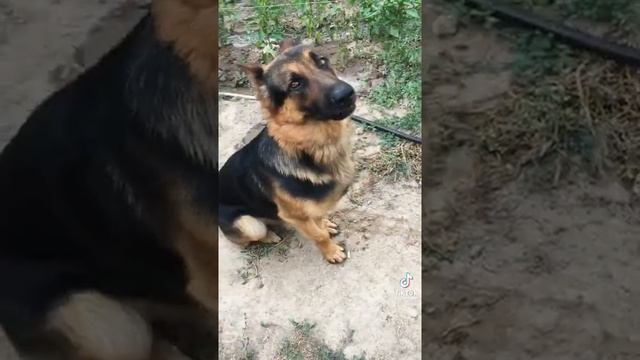 ПРИКОЛ СОБАКА - НЕМЕЦКАЯ ОВЧАРКА КОМАНДА СИДЕТЬ ПО НЕМЕЦКИ (Тик Ток\Tik Tok) смотреть онлайн