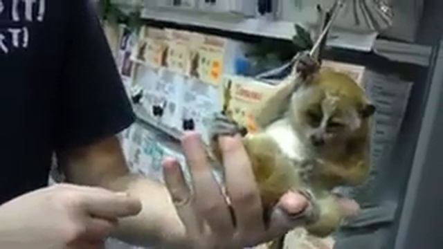 Любитель зонтиков. смотреть онлайн