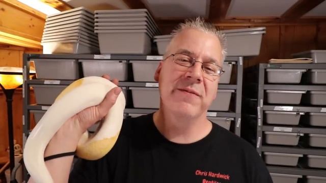 How to make $2,000 a month with 15 snakes! смотреть онлайн