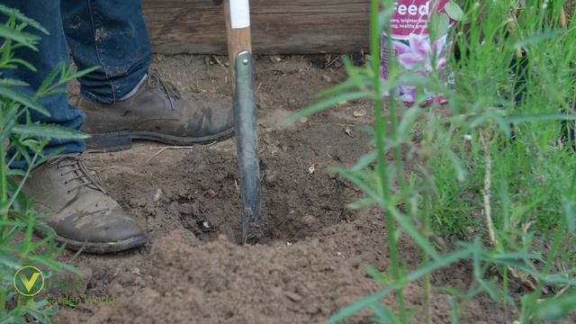 How to Plant a Clematis смотреть онлайн