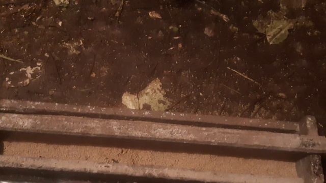 Обхожу хозяйство. Бройлера парализовало. Назову её Лерочка!!! смотреть онлайн