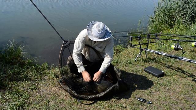 Ловля карпа на пруду Крещенка Липецкой области / Карпфишинг смотреть онлайн