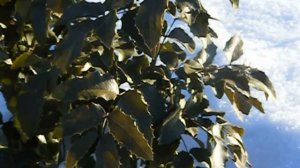 Магония падуболистная Mahonia Holm