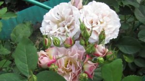 Мой Розовый Сад 2021г.Японские розы. La Mariee ; «Йоли» (IOLY);  «Сола» ( Sola) ...