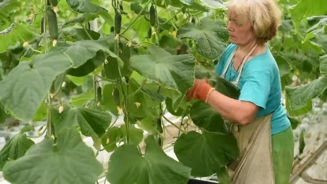 Профессионалы выбирают СВ 4097 ЦВ F1