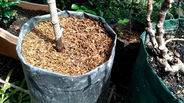 media tanam terlalu porous || akibat media tanam tabulampot terlalu poros смотреть онлайн