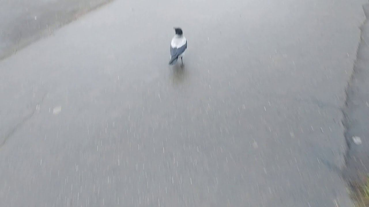 Ворона #ворона #прыгает смотреть онлайн