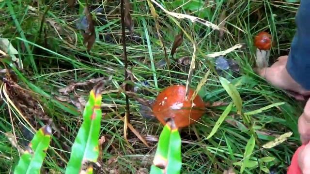 Грибное место в лесу. Подосиновики собираем. смотреть онлайн