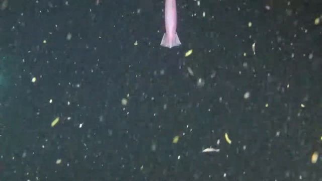 Gulp! смотреть онлайн