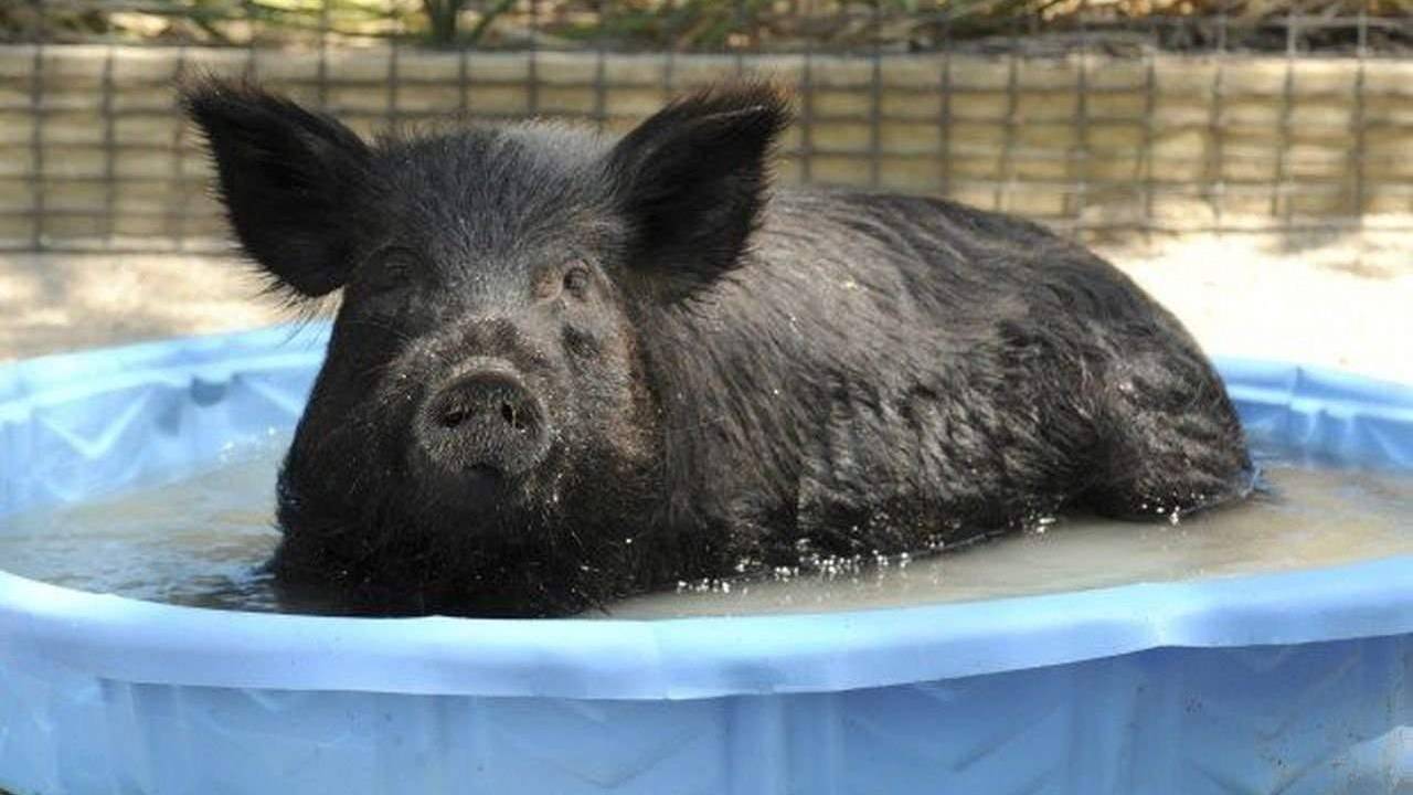 Месяц водной Свиньи по гороскопу Бацзы: каким он будет и что сулит каждому из нас?