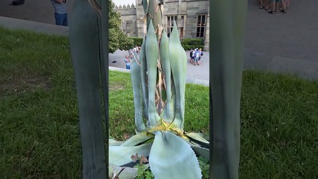 Как цветёт кактус Агава ???!ШОК смотреть онлайн