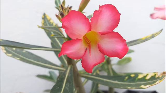 VENTA SEMILLAS BONSAI ROSA DEL DESIERTO - ADENIUM OBESUM смотреть онлайн