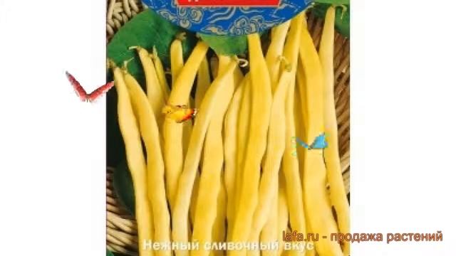 Фасоль овощная Неженка ? овощная фасоль Неженка обзор: как сажать, семена фасоли Неженка смотреть онлайн