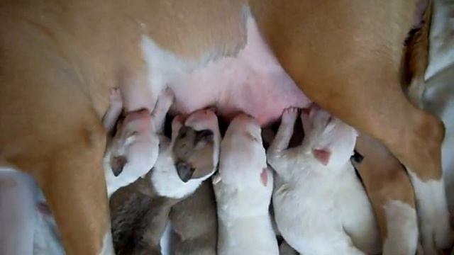 NATTY NATHAN Timar * Tiana Faer Star (3 day) смотреть онлайн