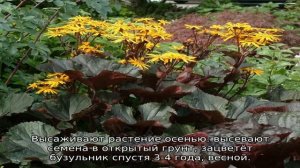 Бузульник зубчатый Отелло и Дездемона: описание, посадка и уход