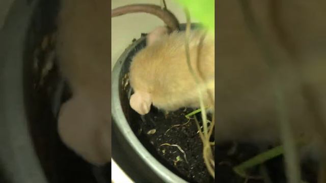 Крыса Пикси копает землю смотреть онлайн