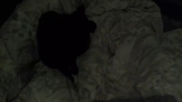 Это обычные коты на обычном видео. смотреть онлайн