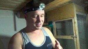 Как определить готовность к размножению, канарейки.